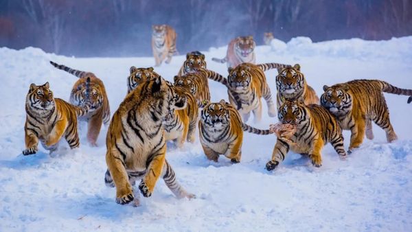 Herding Wild Cats: How to Manage Self-Starters
